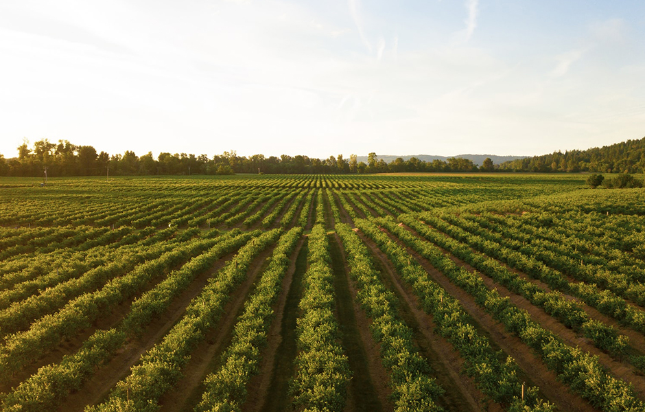 Potato Field